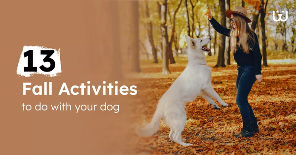 Fall activities to do with your dog