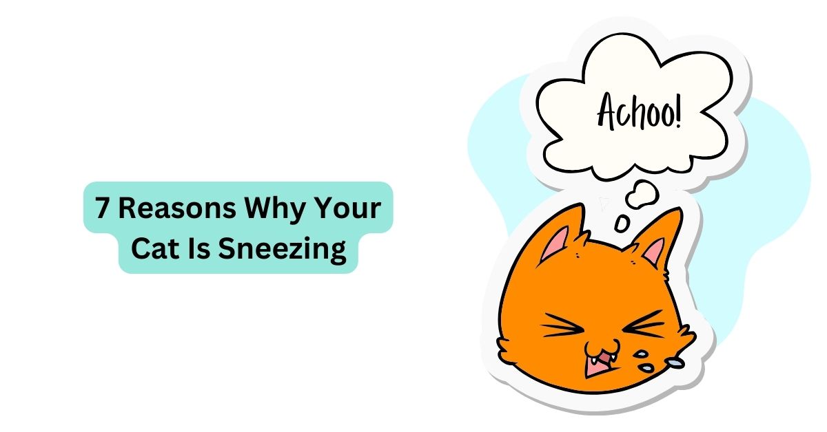 why-is-my-cat-sneezing-waggle