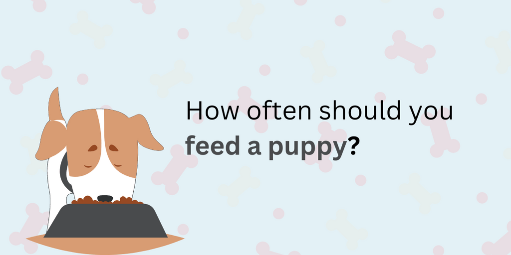 How Often Should You Feed a Puppy Waggle®