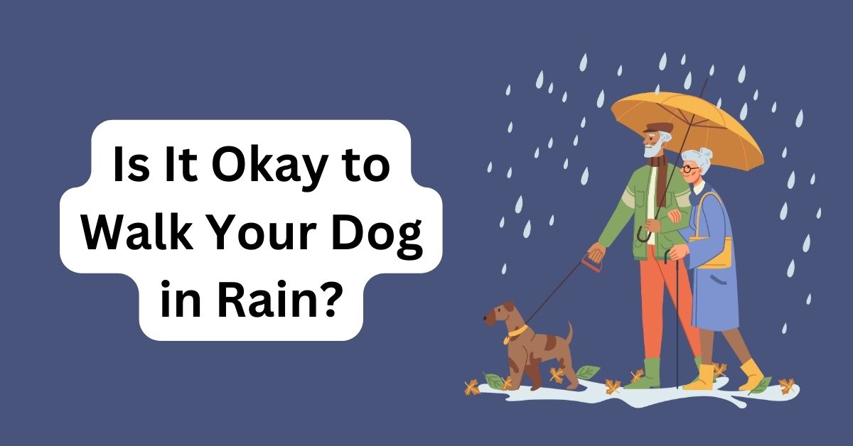 Rainy Day Is It Okay to Walk Your Dog in Rain? Waggle