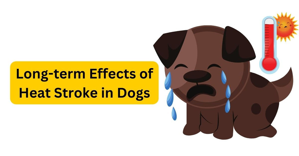 Long term Effects Of Heat Stroke In Dogs A Deeper Dive Waggle long-term-effects-of-heat-stroke-in-dogs-a-deeper-dive-waggle