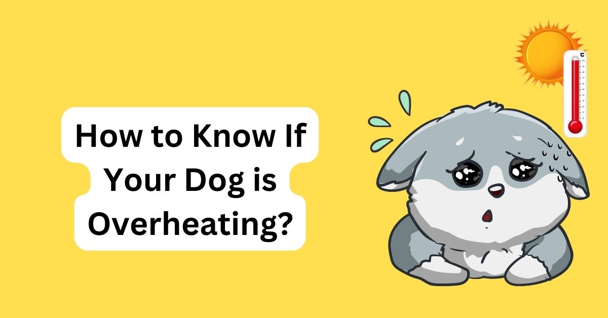 how-to-tell-if-your-dog-is-overheating