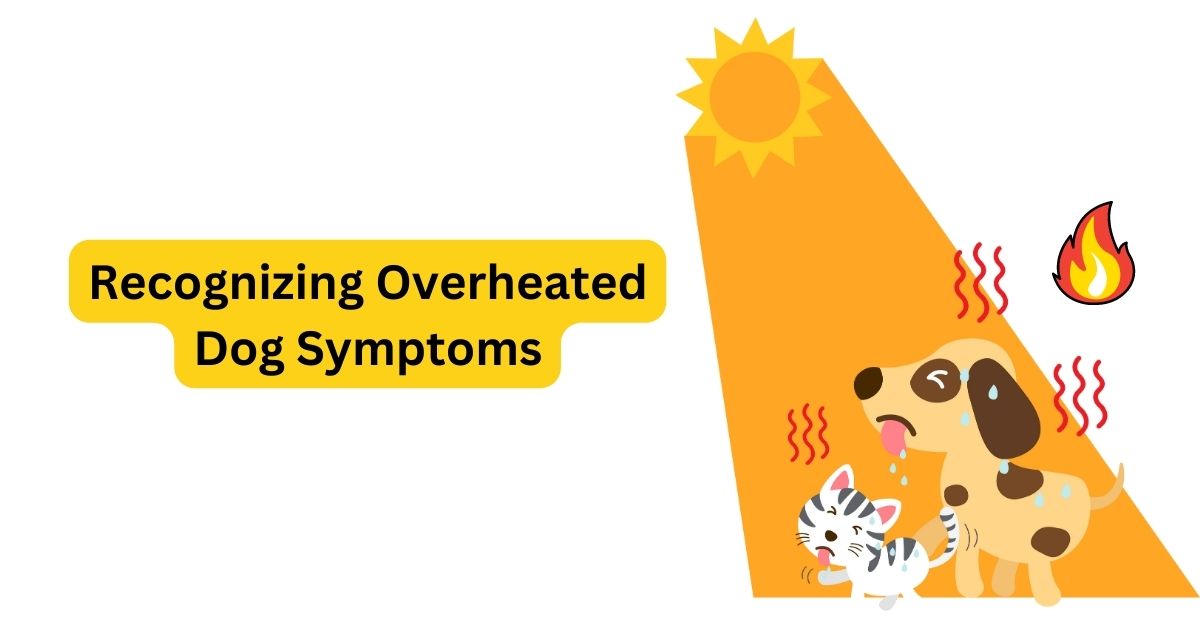 What Do Overheated Dog Symptoms Look like Dog overheating Waggle
