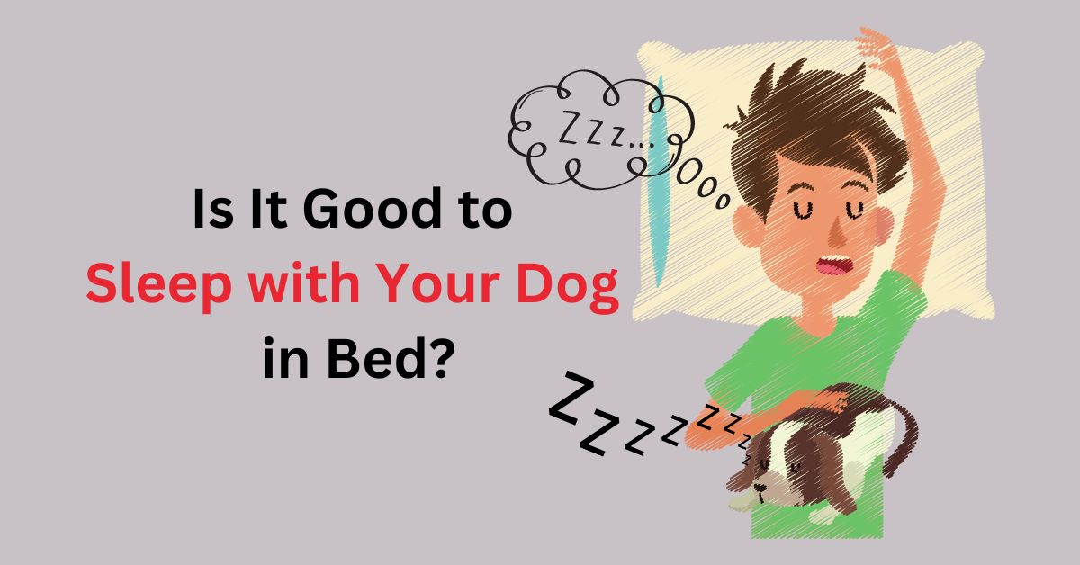 Why sleeping with cheap your dog is good