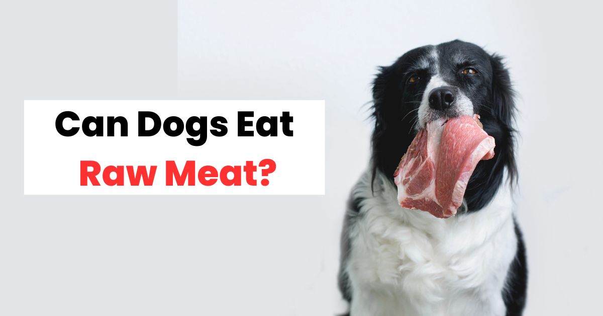 Can dogs clearance eat uncooked meat