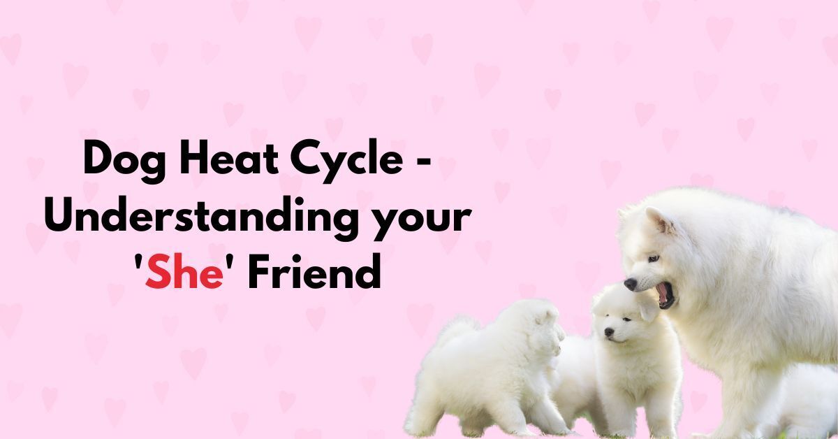 dog-heat-cycle-understanding-your-she-friend-waggle