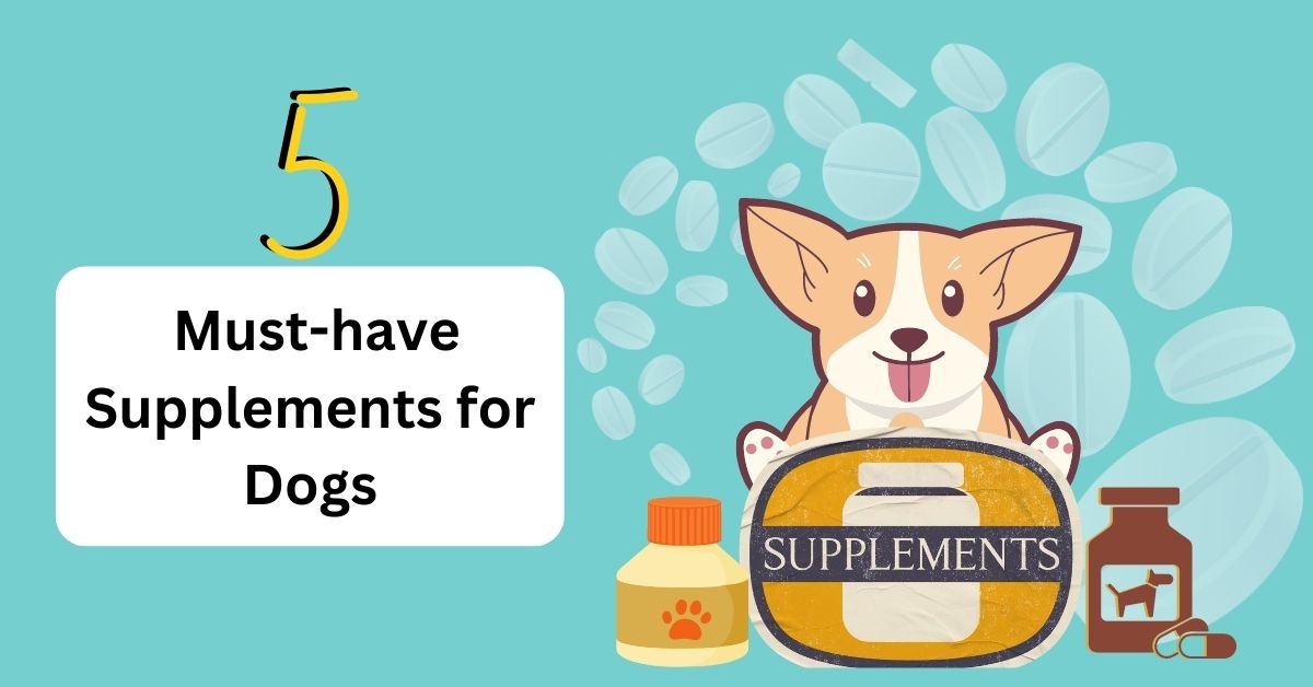 5 MustHave Supplements For Dogs Waggle