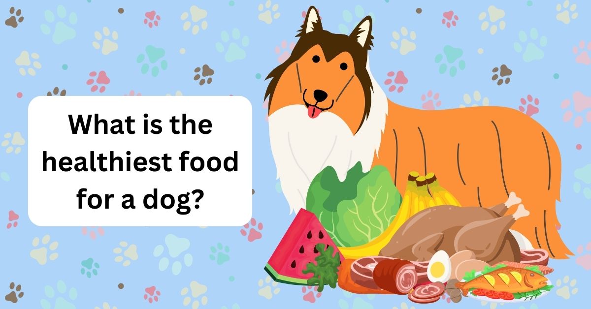What is the healthiest food for a dog? Waggle
