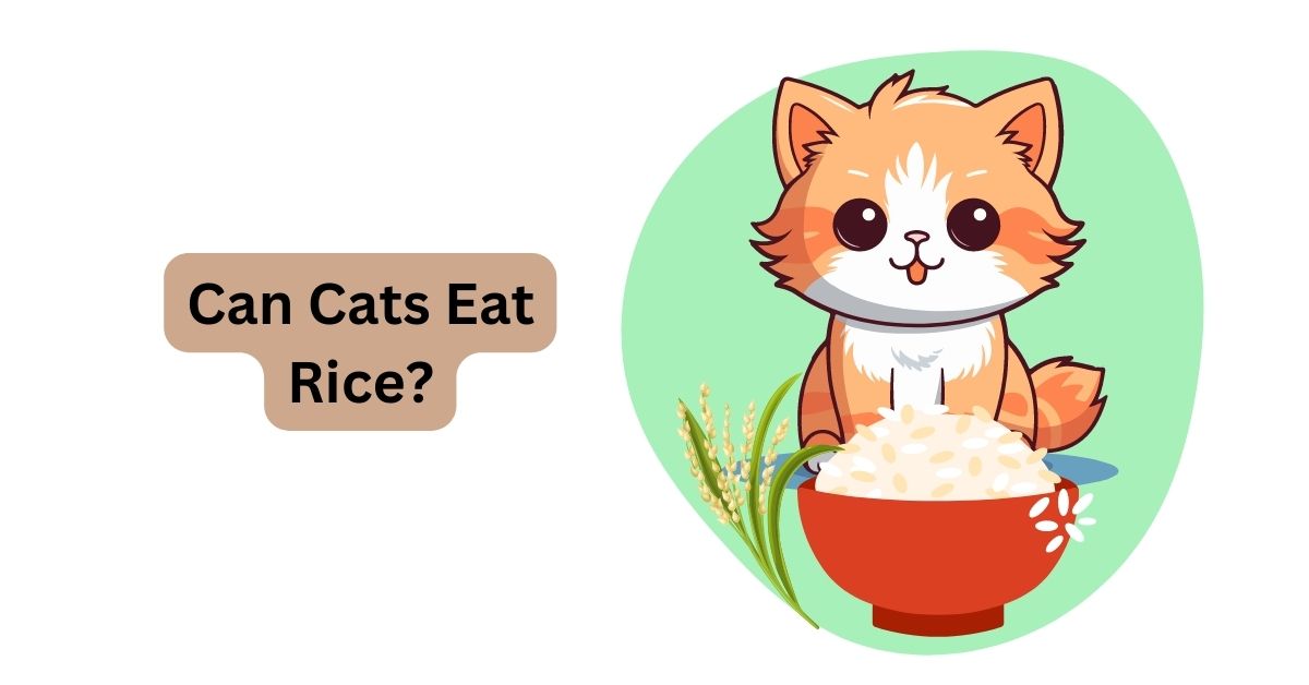 Can you feed rice to cats best sale