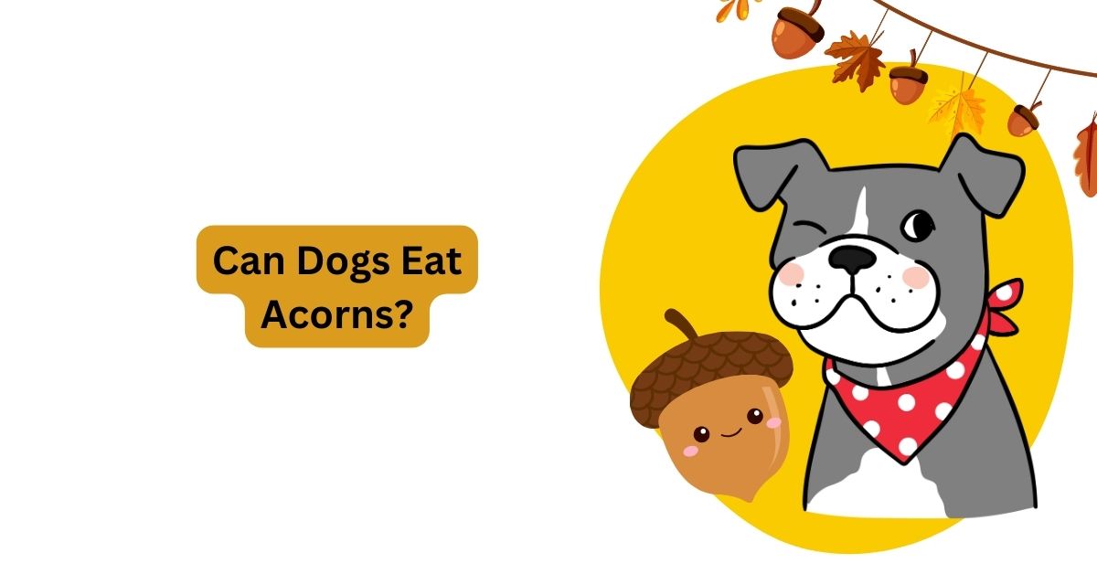 Can Dogs Eat Acorns Are Acorns Bad for Dogs Waggle