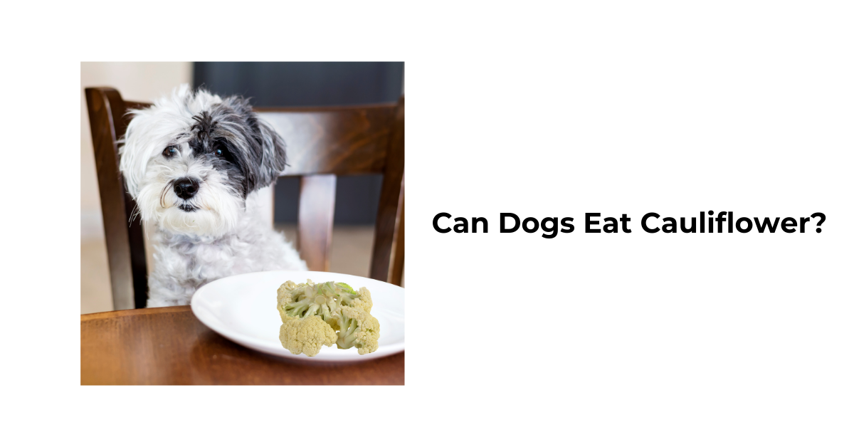 Is cauliflower safe for dogs best sale