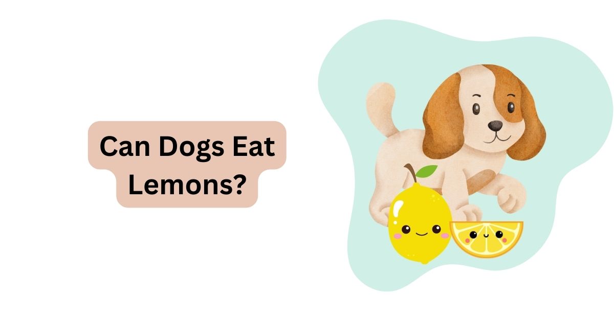 Can Dogs Eat Lemons? | Signs Of Lemon Toxicity In Dogs | Waggle