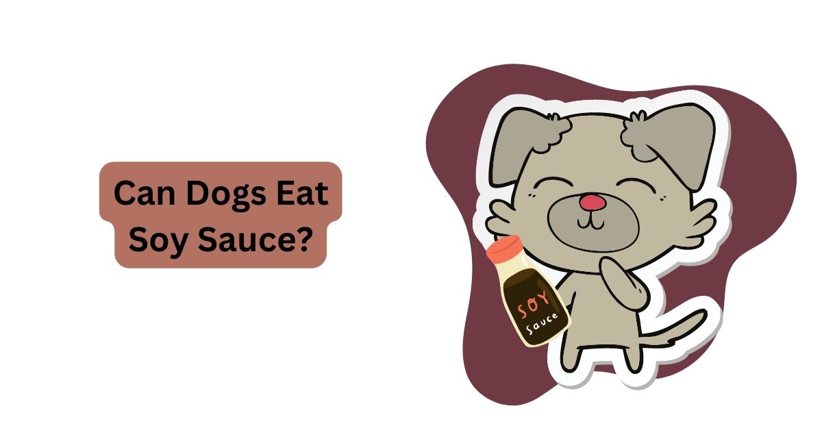 Can Dogs Eat Soy Sauce? | Waggle