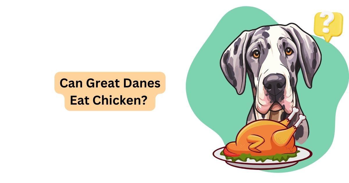 Can Great Danes Eat Chicken Waggle