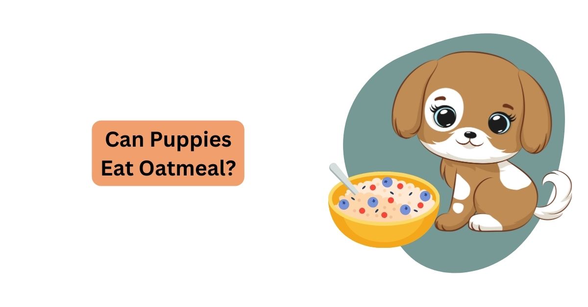 Can fashion puppies eat oatmeal