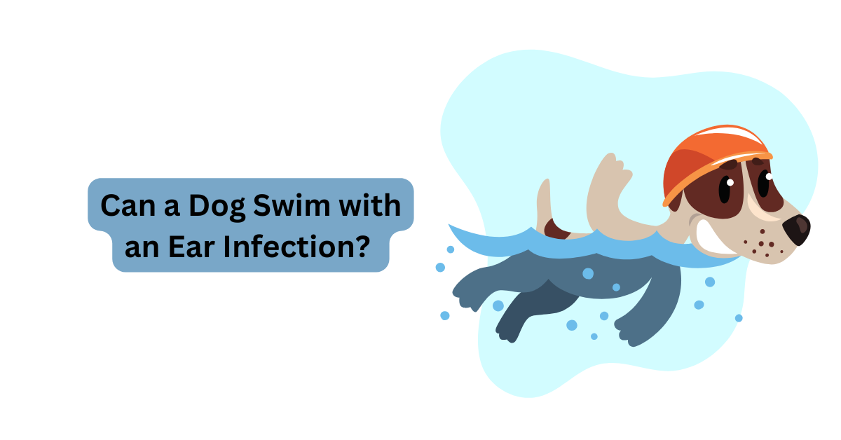 can-a-dog-swim-with-an-ear-infection-waggle