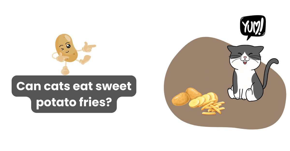 Can cats eat sweets online