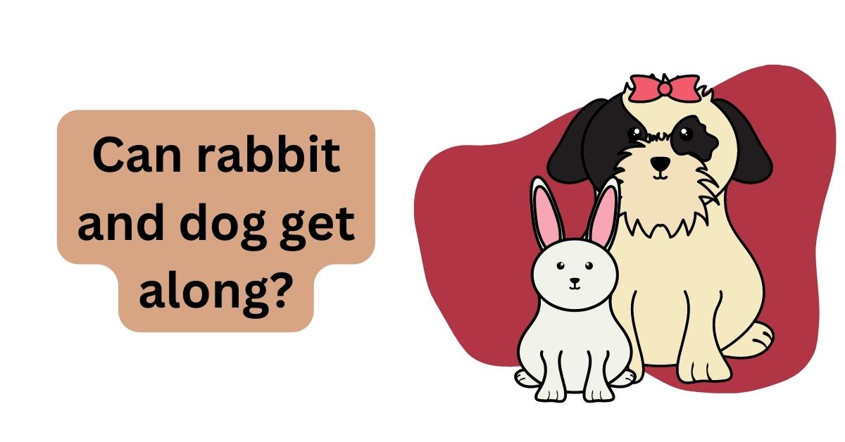 Can Rabbit And Dog Get Along? | Waggle