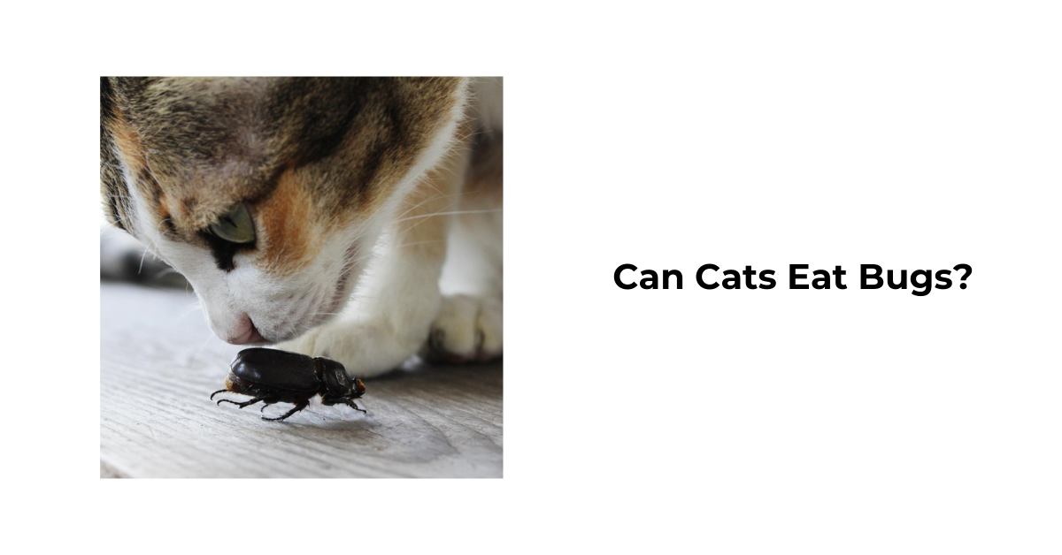 Cat eats bugs deals