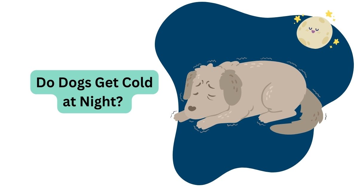 do-dogs-get-cold-at-night-signs-tips-waggle