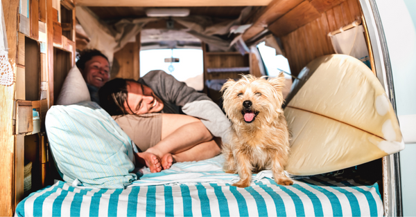 Pet in RV