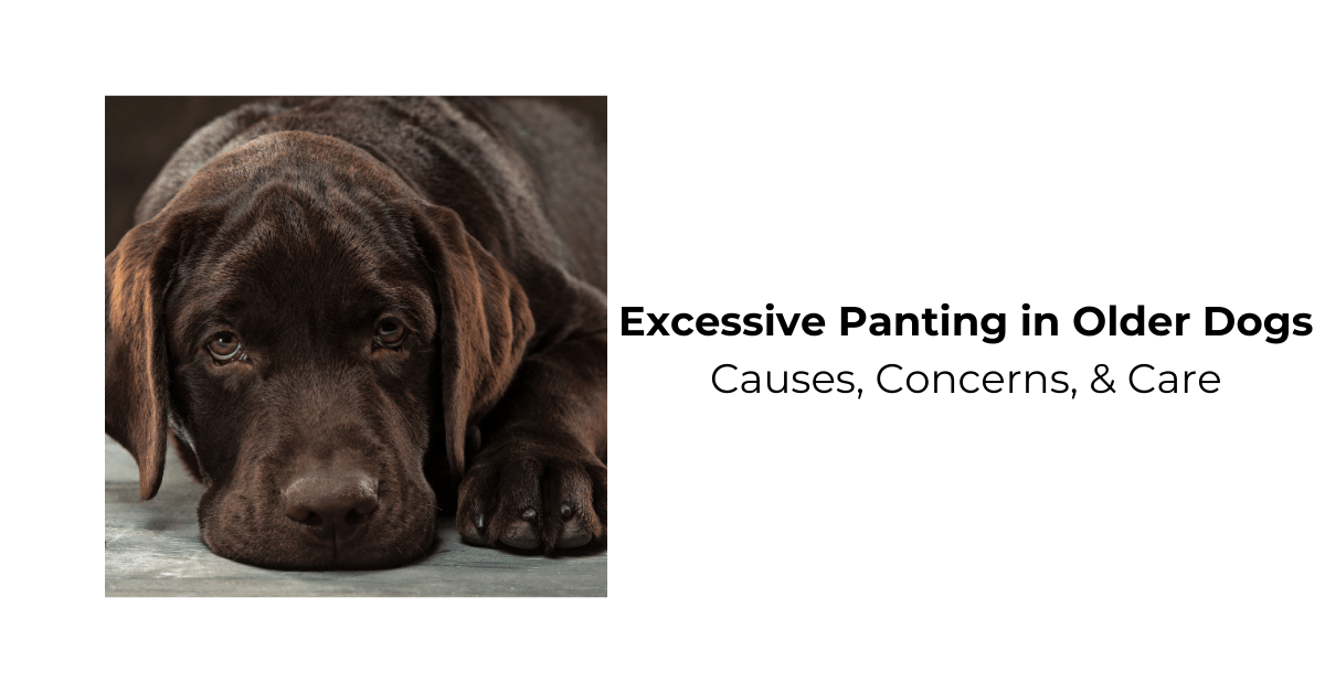 what causes excessive panting in dogs