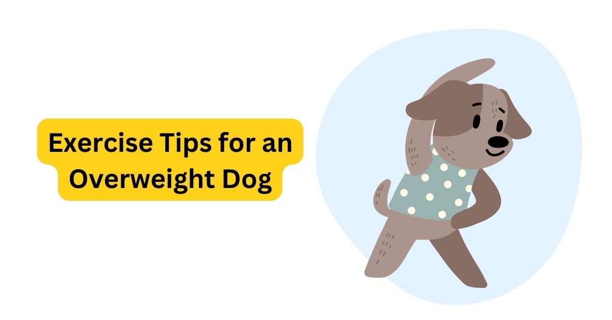 how-to-tell-if-my-dog-is-overweight-louisa-vets