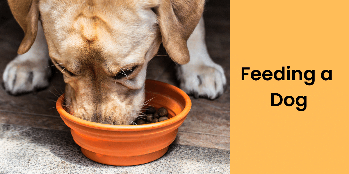 How many times a day should a dog eat?