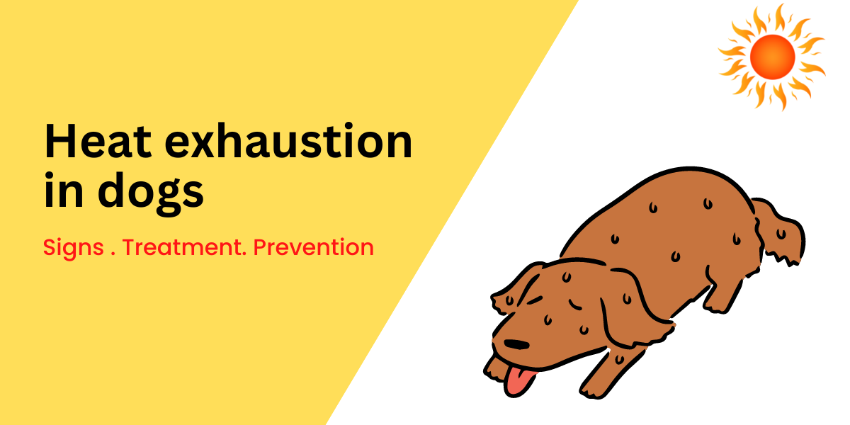 what-are-the-signs-of-heat-exhaustion-in-dogs-waggle