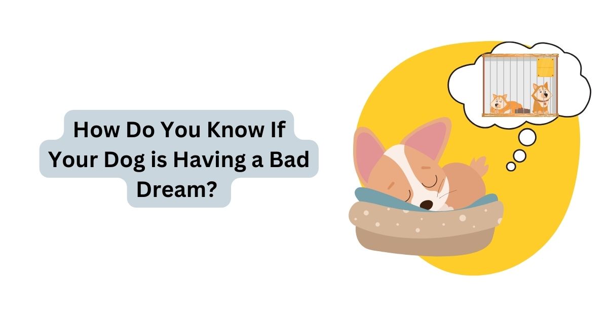 How Do You Know If Your Dog is Having a Bad Dream? Waggle®