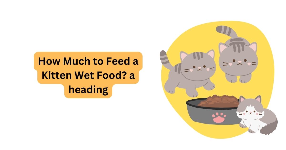 How Much To Feed A Kitten Wet Food Waggle how-much-to-feed-a-kitten-wet-food-waggle