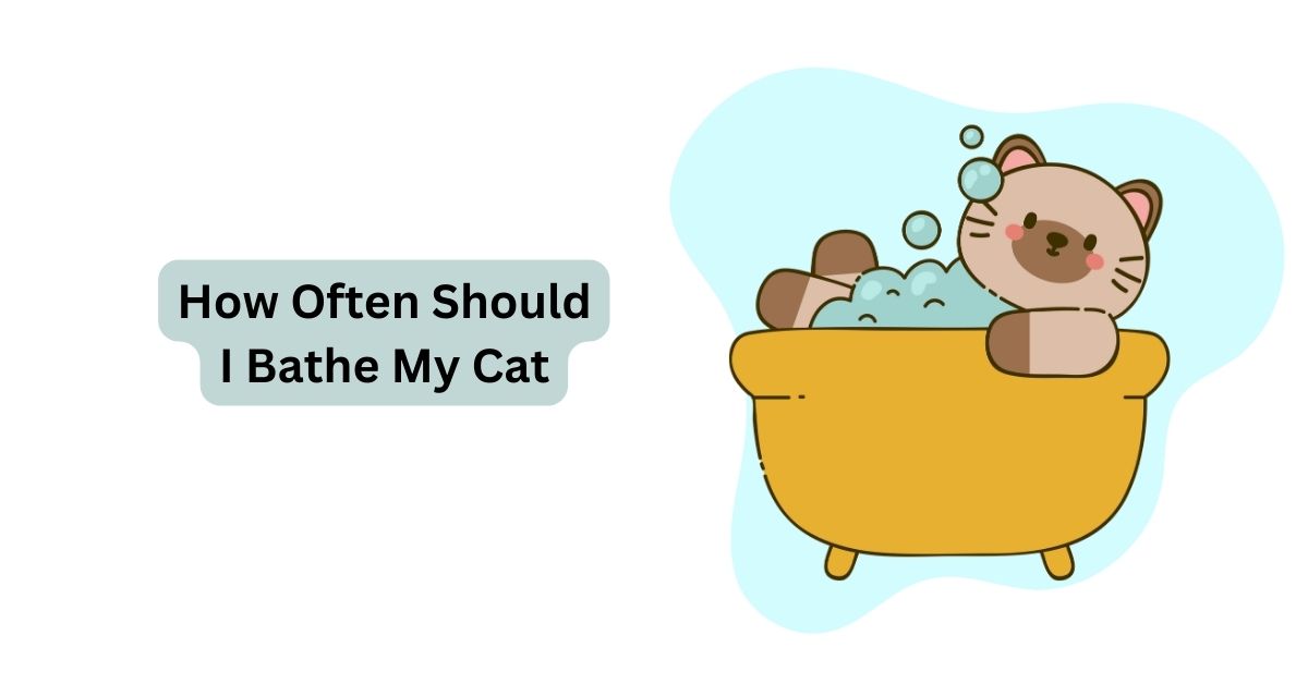 How Often Should I Bathe My Cat Waggle