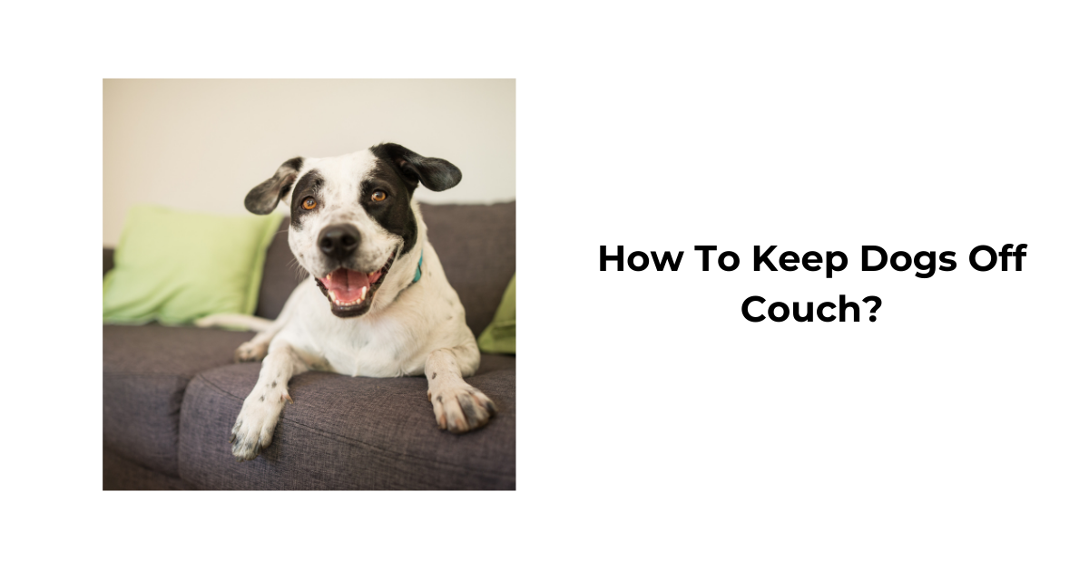 How to Train Dogs to Stay off the Couch: Easy & Effective Tips