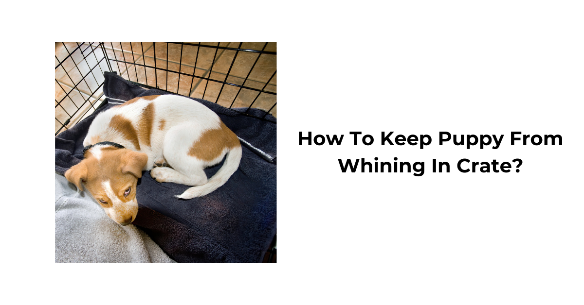 How to Stop Your Puppy from Whining in the Crate | Effective Tips – Waggle - How To Get A Dog To Stop Whining In Crate