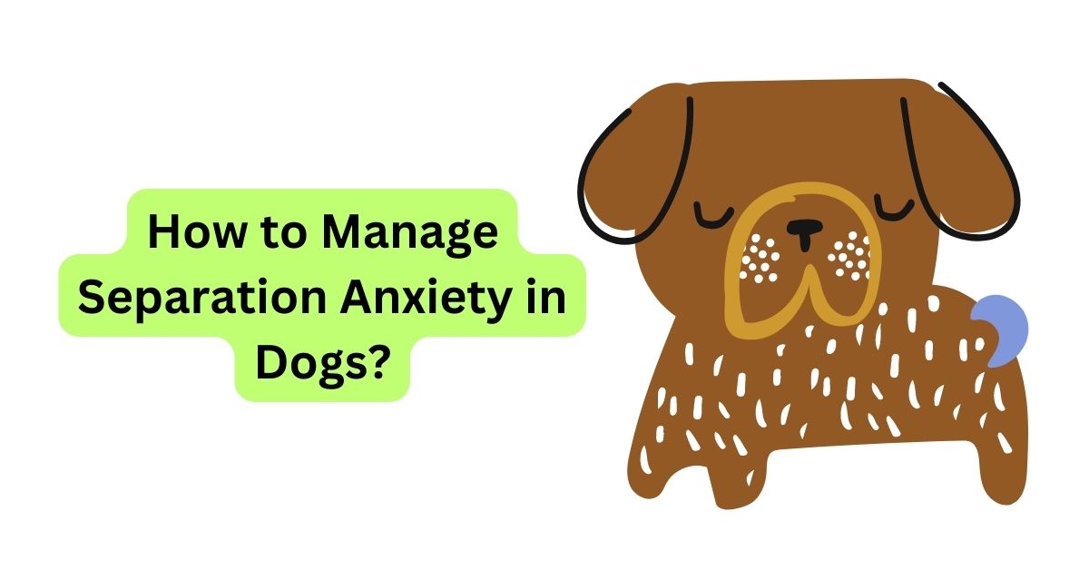 how-to-manage-separation-anxiety-in-dogs-waggle