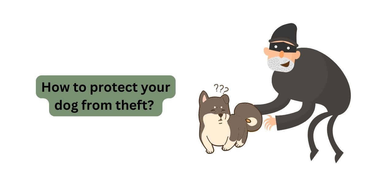 How to protect your dog from theft? Waggle