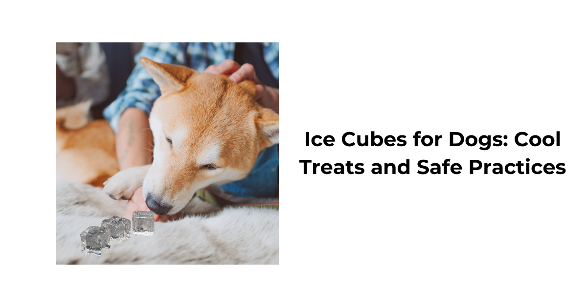 Ice Cubes for Dogs Cool Treats and Safe Practices Waggle
