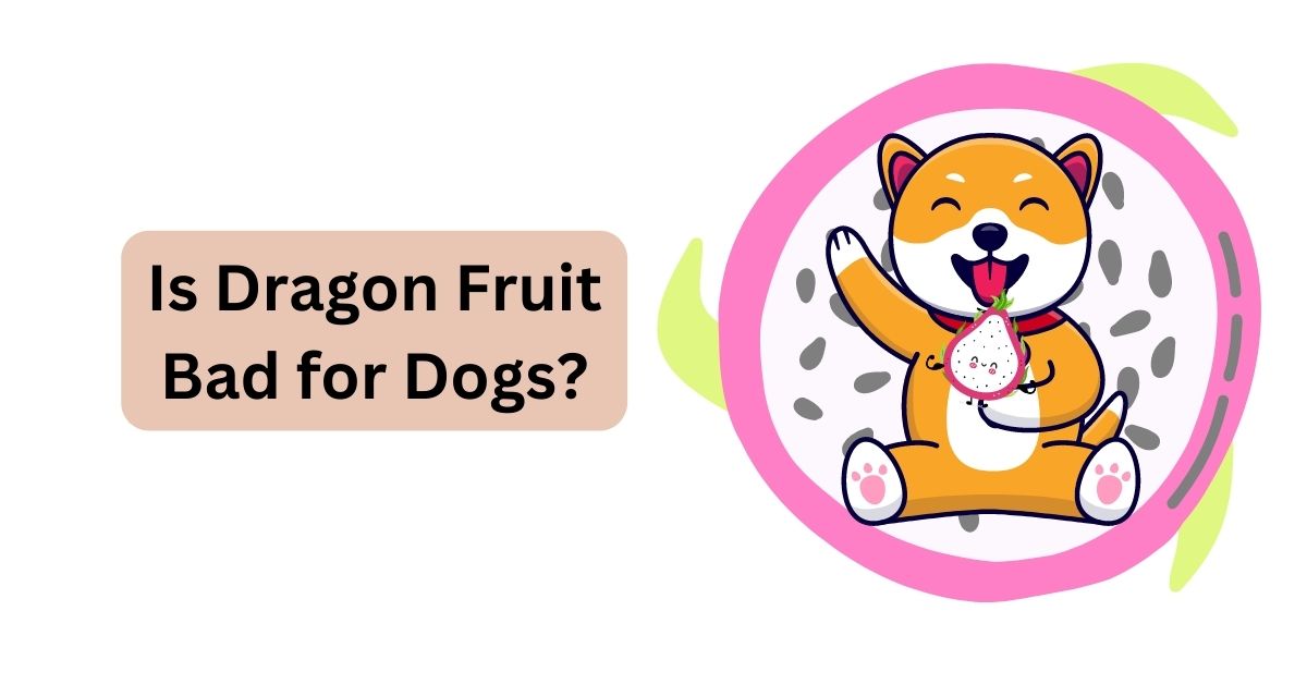 Dragon fruit for shops dogs