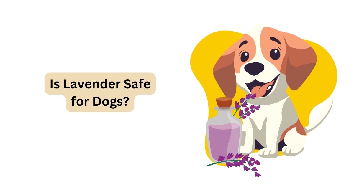 Is Lavender Safe for Dogs? Waggle
