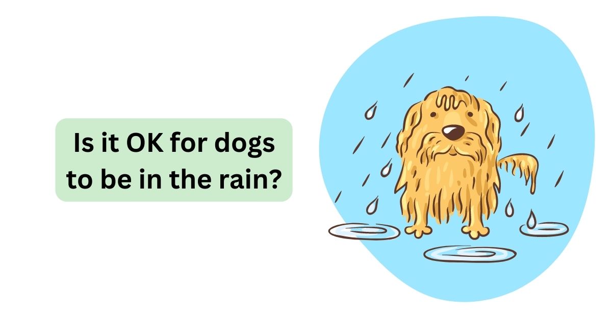Is it Safe for Your Dog to Be Out in the Rain? Waggle