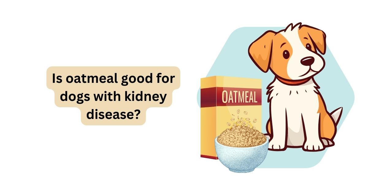 Is Oatmeal Good for Dogs with Kidney Disease Waggle