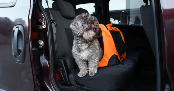Pet Travel Checklist: Keeping Your Pet Safe on the Go