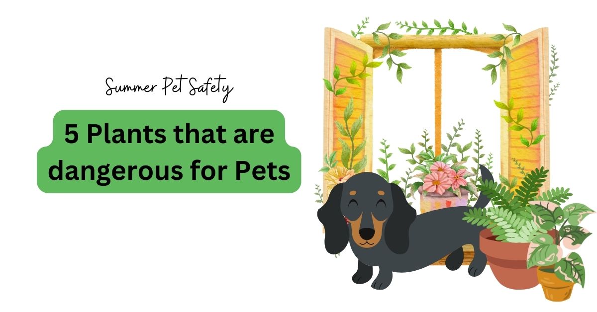 pet safety and bay leaf plant a guide for pet owners