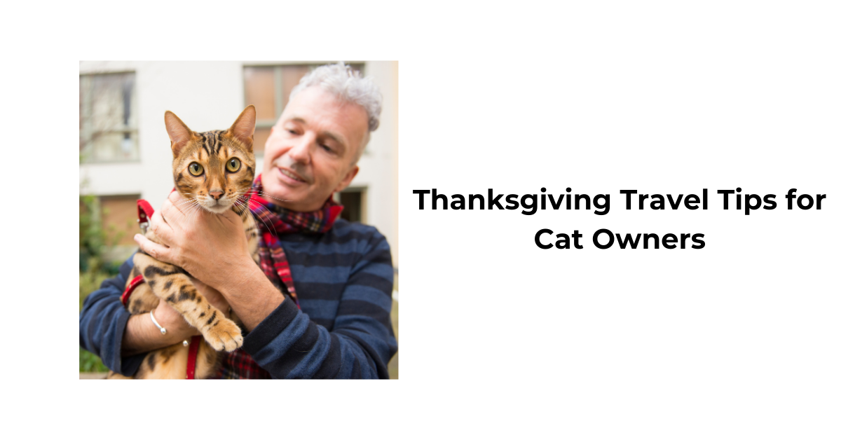 Curated visual reference: Gallery Detail: Thanksgiving Travel Tips For Cat Owners