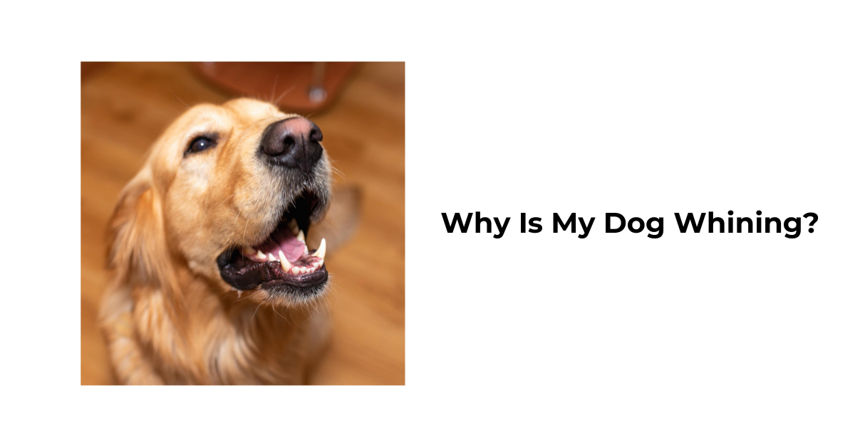 Why Is My Dog Whining? Understanding and Addressing Common Causes Waggle