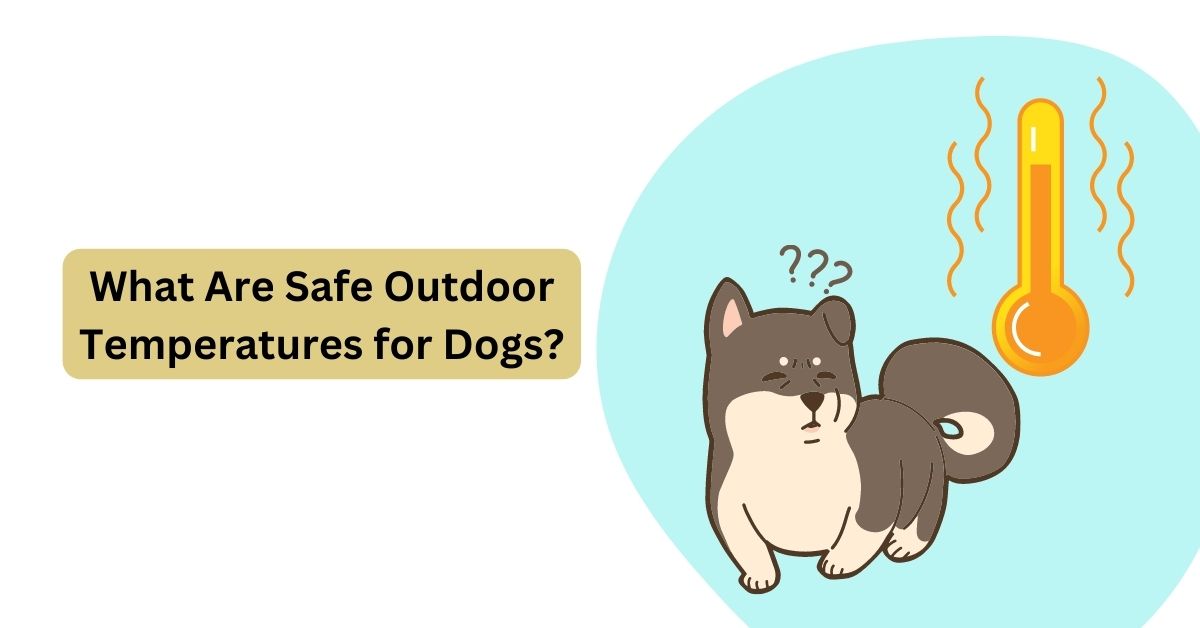 What Are Safe Outdoor Temperatures for Dogs? Waggle