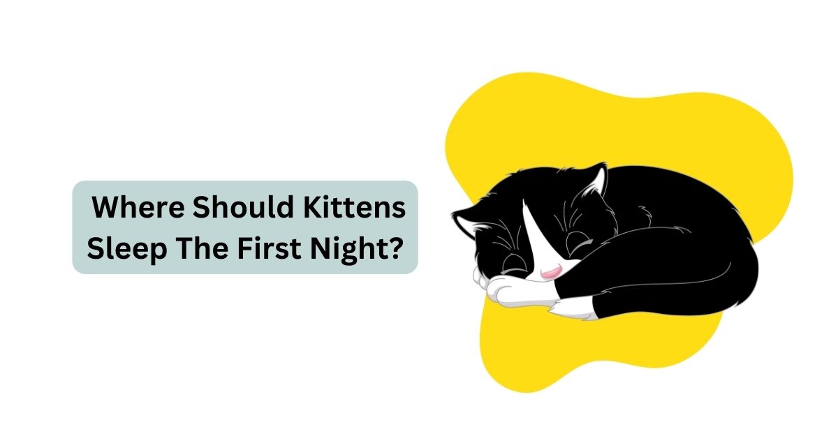 Where Should Kittens Sleep The First Night? Waggle®