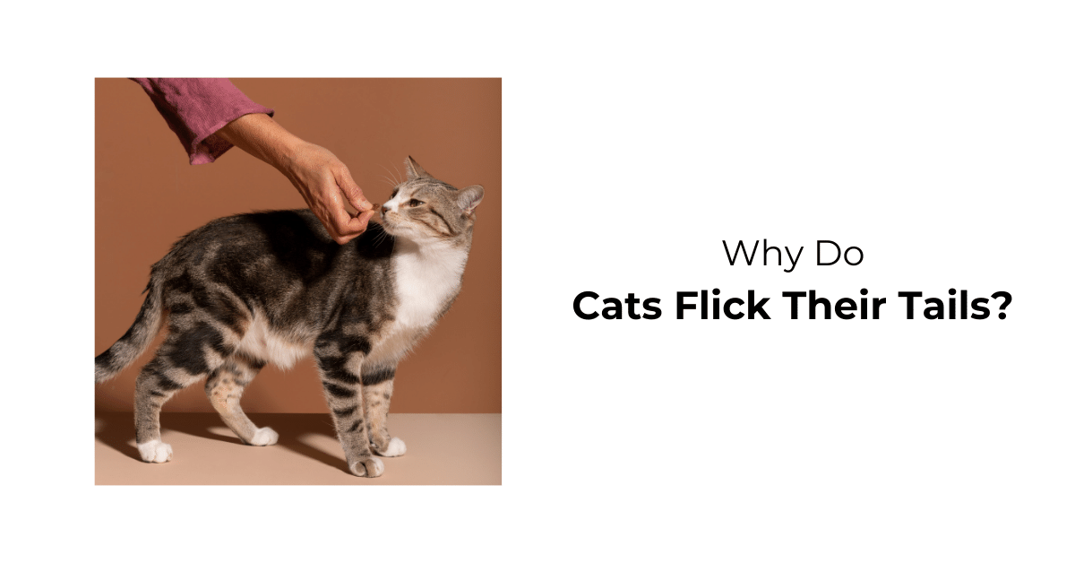 Why Do Cats Flick Their Tails? Waggle®