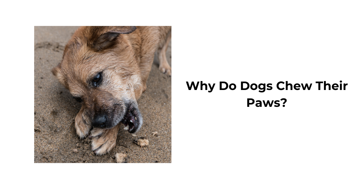 Why Does My Dog Chew Their Paws? Causes and Solutions Waggle