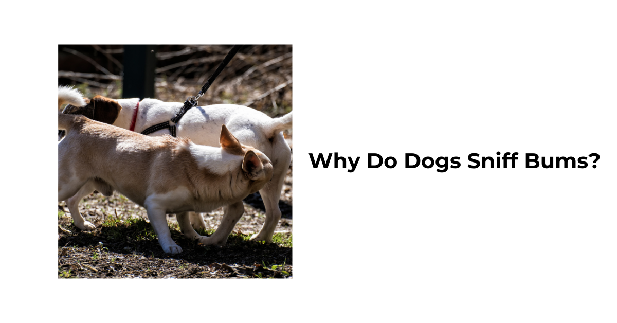 Why Do Dogs Sniff Each Other’s Bums? Understanding Canine Behavior